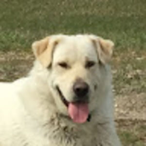 Meet your Posher, Thomas